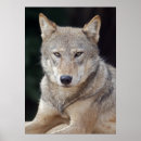 Suche nach grauwölfe poster Wolf
