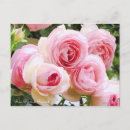 Suche nach pierre postkarten Rose