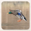 Suche nach stockente untersetzer Natur