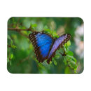 Suche nach blauer morpho schmetterling Schön