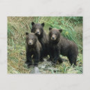 Suche nach grizzlybären postkarten Jungtier
