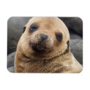 Suche nach galapagos magnete Grenze danita