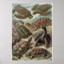 Suche nach chelonia poster Haeckel