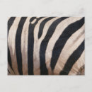 Suche nach zebrastreifen postkarten Natur