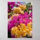 Suche nach cayman islands poster Tropisch