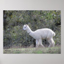 Suche nach alpaca poster Tiere