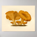 Suche nach vintage botanische illustration poster Pilze