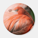 Suche nach flamingo magnete Fotografie