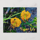 Suche nach tigerlilie postkarten Flora
