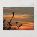 Suche nach vogel postkarten Federn