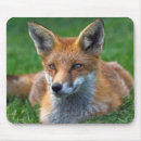 Suche nach roter fuchs mousepads Tiere