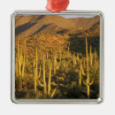 Suche nach kaktus ornamente Arizona