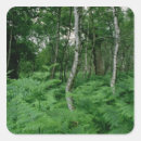 Suche nach an wo meine birken aufkleber Holz