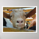 Suche nach niedliche ziegen poster Ziegenliebhaber