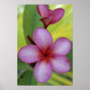 Suche nach plumeria poster Flora
