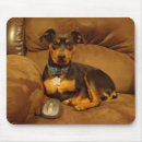 Suche nach minpin Zwergpinscher