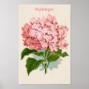 Suche nach rosa hydrangea poster Elegant