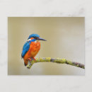 Suche nach eisvogel postkarten Natur