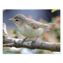 Suche nach singvogel poster Vogelbeobachtung