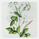 Suche nach jasmin blume aufkleber Blüte