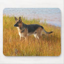 Suche nach reinrassig Hund