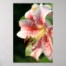 Suche nach rosa lilie poster Sommer