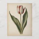 Suche nach tulpe postkarten Illustration