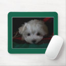 Suche nach maltesische mousepads Malteswelpen