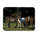 Suche nach mustang magnete Pferd