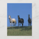 Suche nach araber postkarten Gruppe