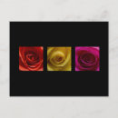 Suche nach gelb orange postkarten Rose