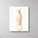 Suche nach zervikal poster Coccyx