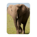 Suche nach afrikanischer elefant magnete Kenia