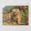 Suche nach luchs postkarten Alaska
