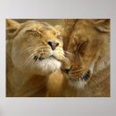 Suche nach lioness poster Africa
