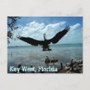 Suche nach florida vogel postkarten Foto