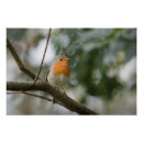 Suche nach singvogel poster Rotkehlchen
