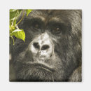 Suche nach vulkane magnete Gorilla beringei beringei