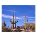 Suche nach arizona kaktus poster Wüste