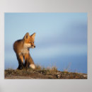 Suche nach roter fuchs poster Rotfuchs