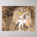 Suche nach raubvögel poster Eulen