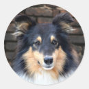 Suche nach sheltie aufkleber Schafhund