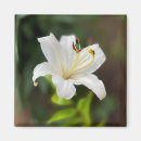 Suche nach weiße lilie magnete Grün