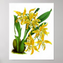 Suche nach exotische orchideen poster Für sie