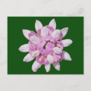 Suche nach rosa krone postkarten Blume