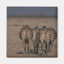 Suche nach zebras magnete Horizontal