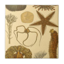 Suche nach algen fliesen Anemon