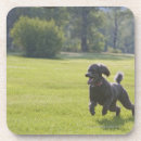 Suche nach pudel untersetzer Vertikal