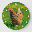 Suche nach bantam poster Geflügel