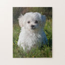 Suche nach maltesischer welpe puzzle Welpen